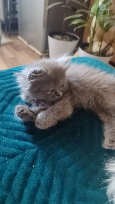 Продам породистых котят