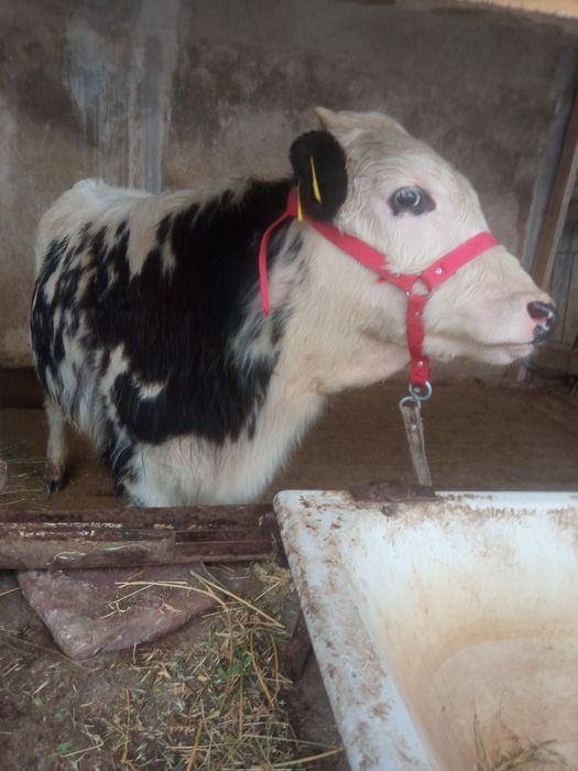 Buqa sotiladi toshkenta