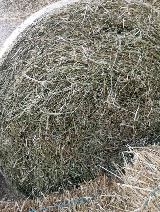 Lucernă recoltată de sămânță și paie de grâu