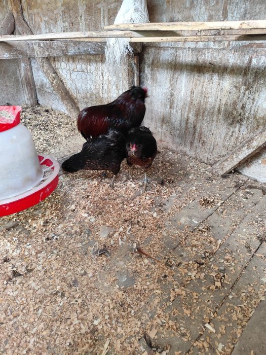 Vind ouă de Araucana