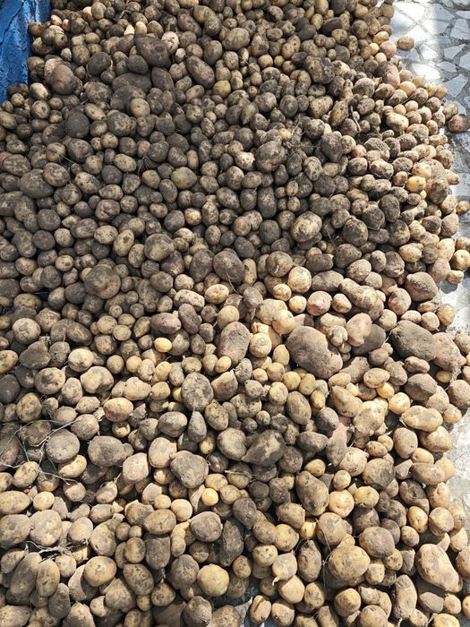 Продам дачный картофель