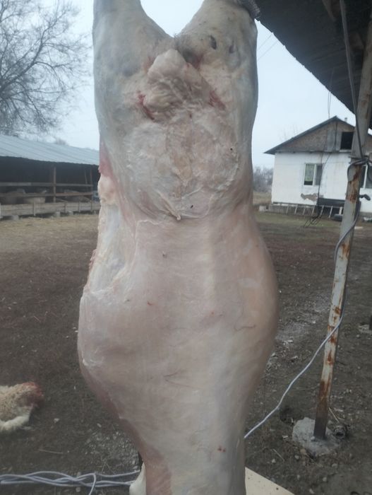 Семіз қойлар сатылымда