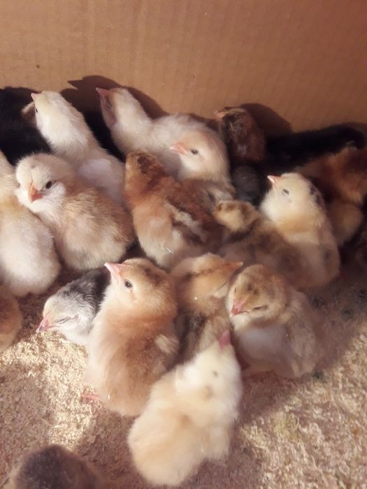 Цыплята домашние