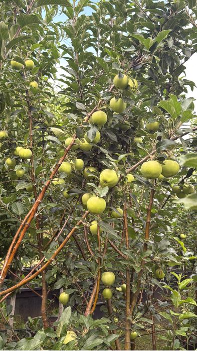 Pomi fructiferi la ghiveci !