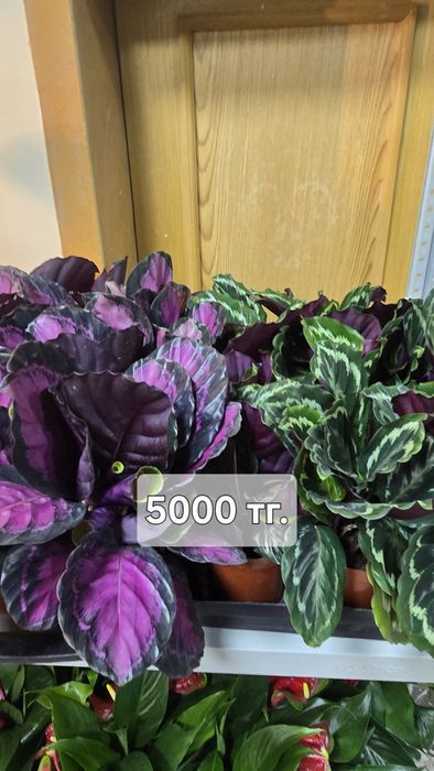 Калатея. Калатея разные сорта в наличии..