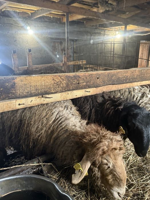 Продам баранов с