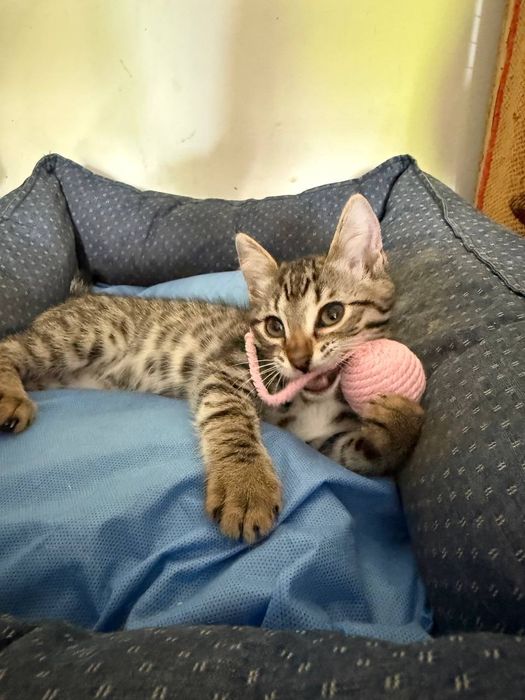 Котята в ответственные руки