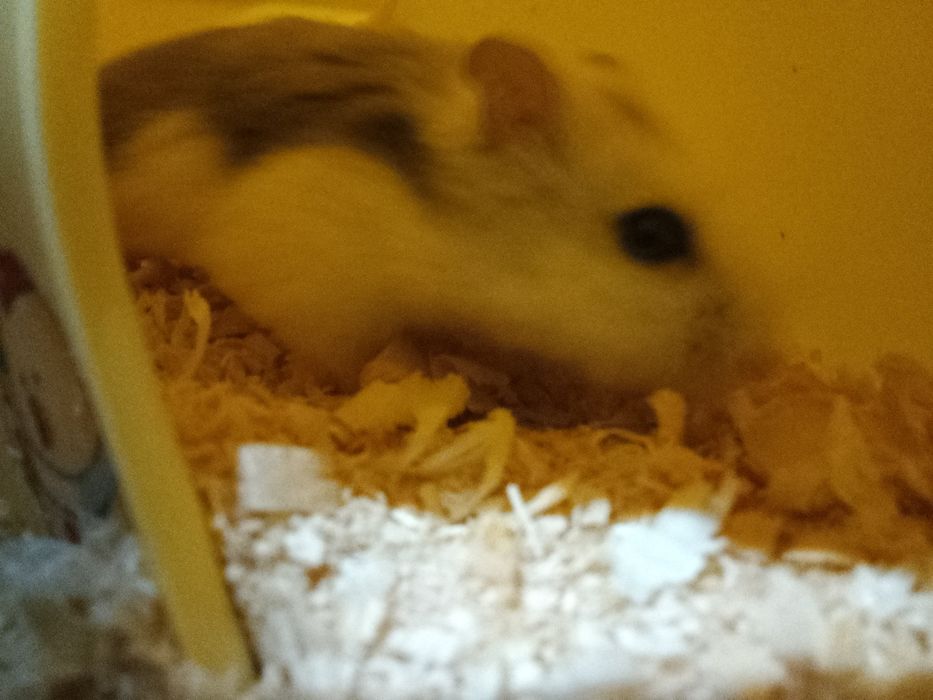 Хомяк Самка хороший