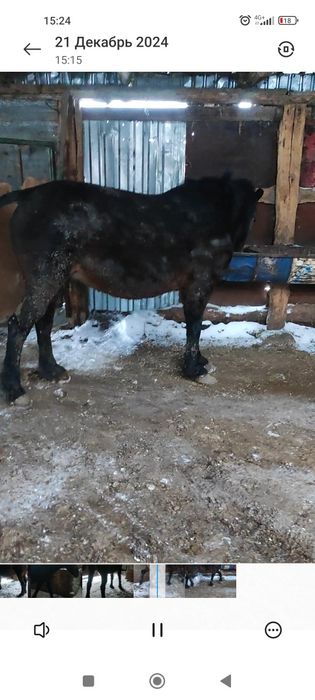 жирная крупная кабыла с откорма