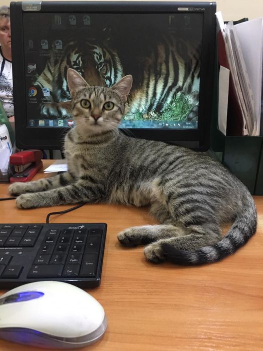 Отдадим кошку в любящий дом