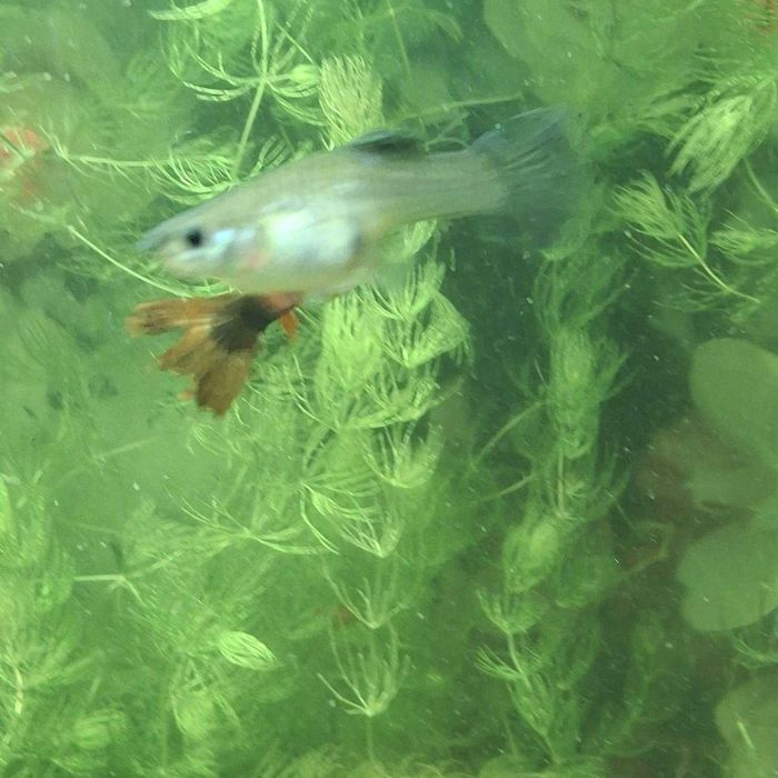 гупи  и все что на фото 1500т  торг