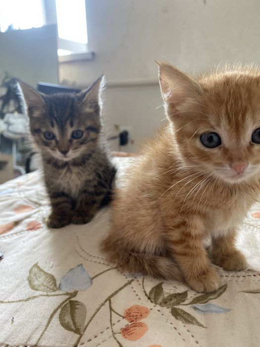 Отдаю котят в добрые руки