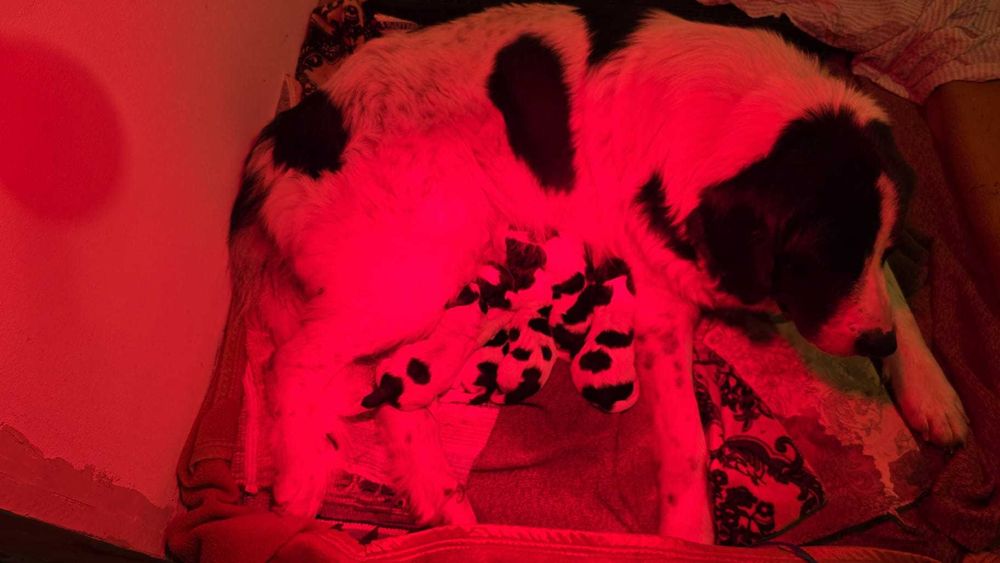 Vind catei Ciobanesc de Bucovina