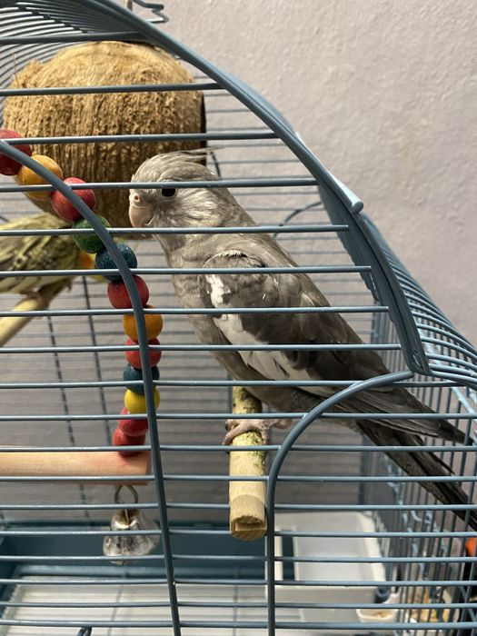 Попугай корелла