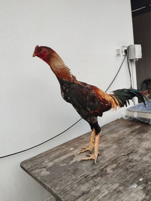 Dakang xuroz  toza Saman sotiladi.500ming