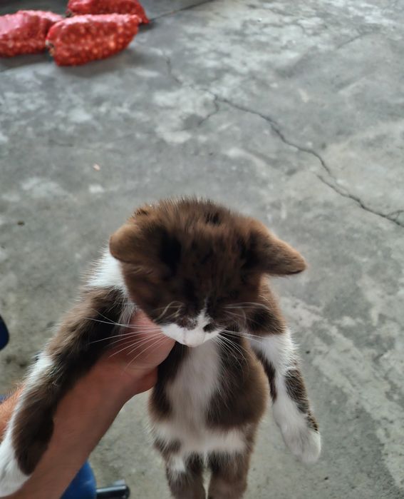 Отдам котят в добрые руки