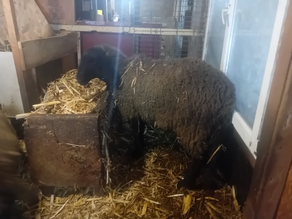 Berbec si oi carabase