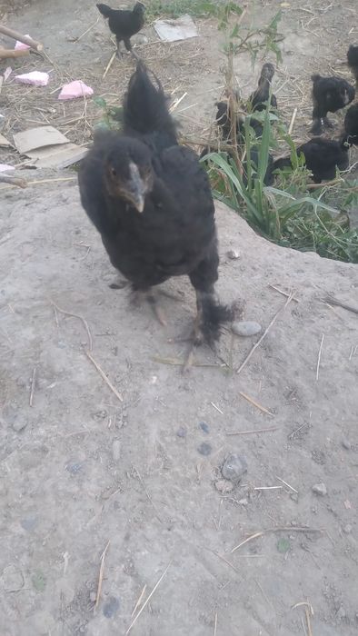 Jujala sotiladi chorniy almaz