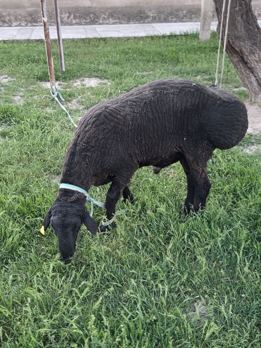 Продам баран кочкар