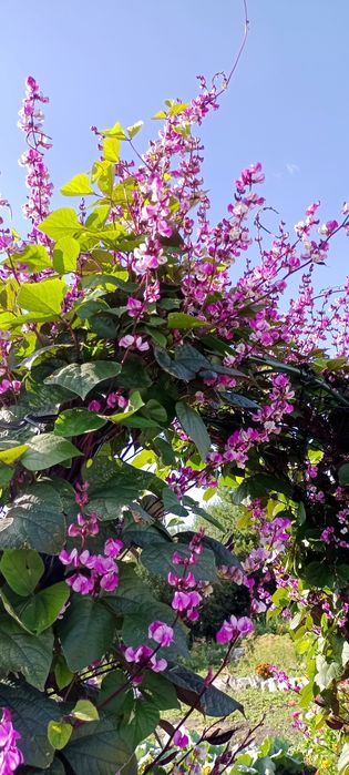 Семена долихоса500т