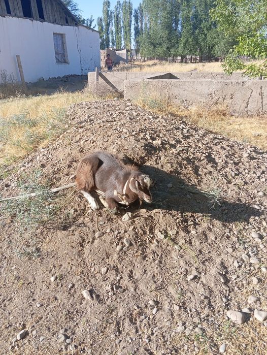 Сауынды Ешкі егіз лағымен