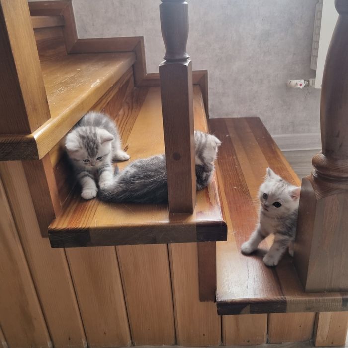 Продам шотландских котят