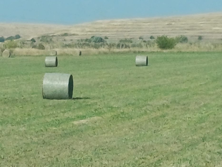 Baloti lucerna, calitate superioara