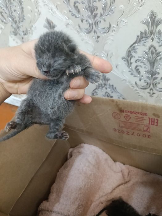 Котята отдам в хорошие руки