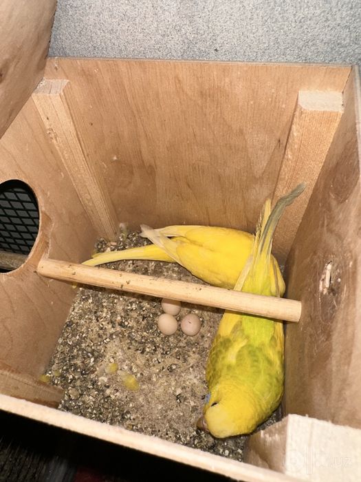 Volnistiy papugaylar sotiladi soni 7 ta har xil ranglarda, 2 ta tayyor