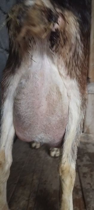 Альпийский ешкі сатылады