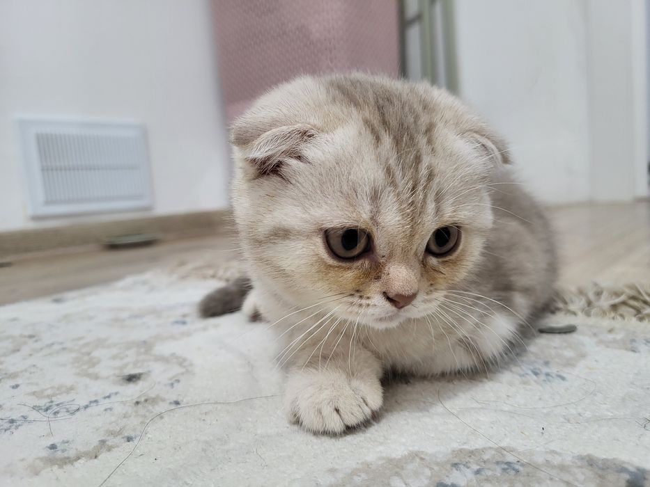 Шотландская вислоухая 

вислоухая

вислоухая