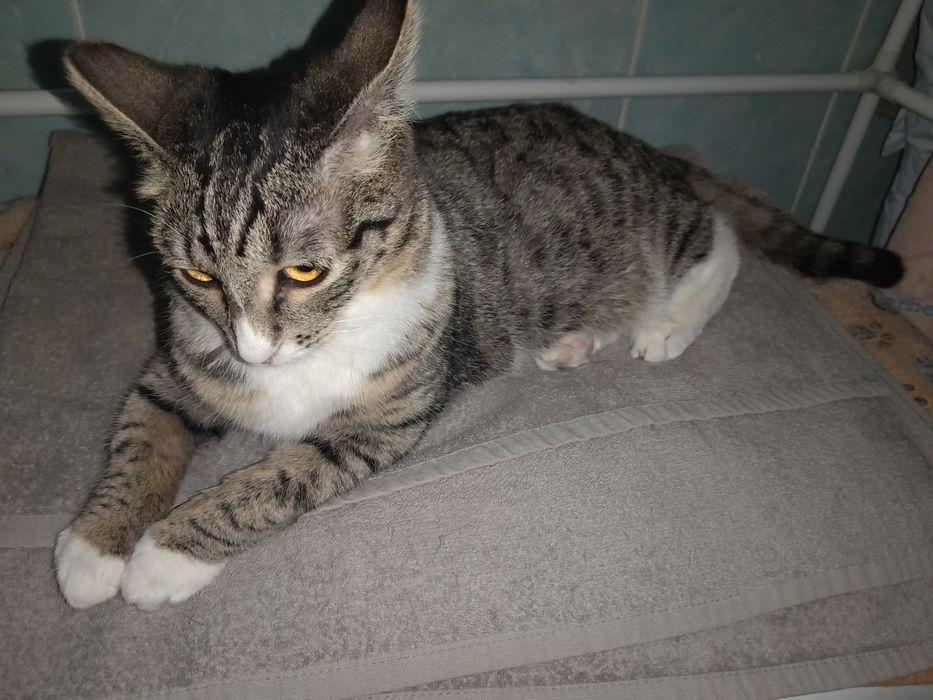 Котик ищет дом. Кастрирован.