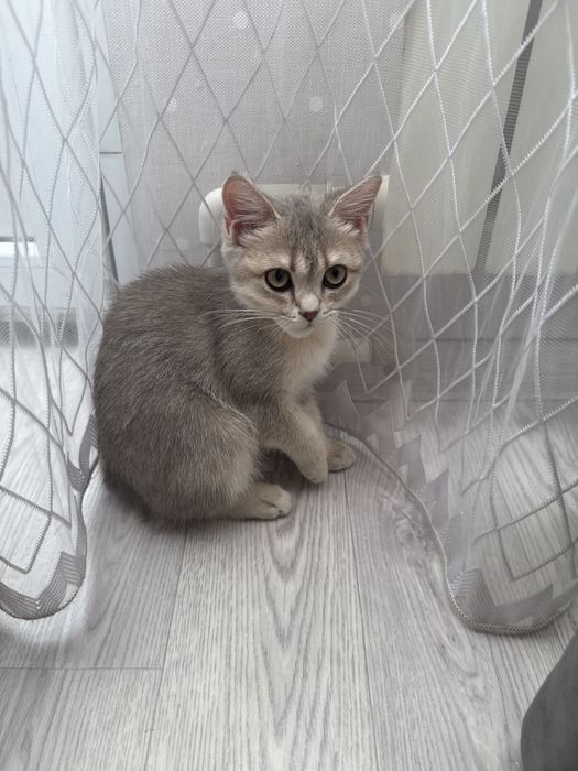 Продается кошка британский девочка