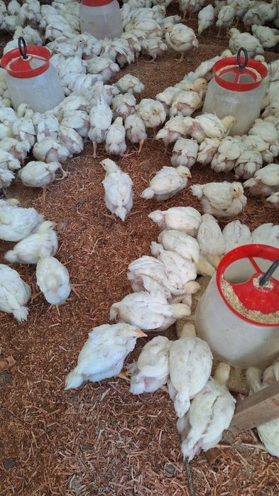 Pui de carne, rasa mixta si curci