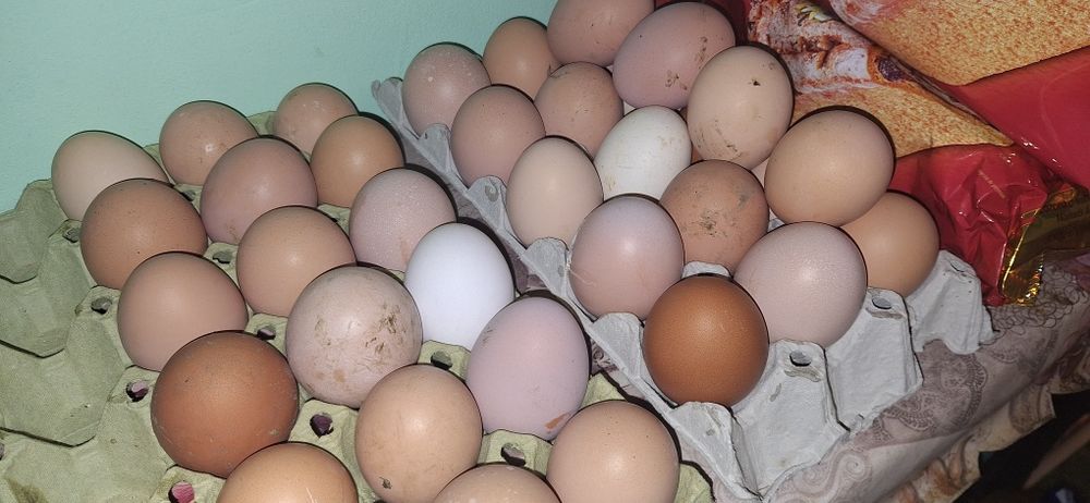 Oua proaspete de casa