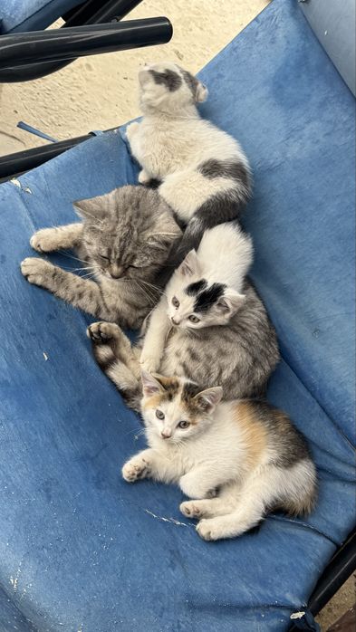 маленькие котята