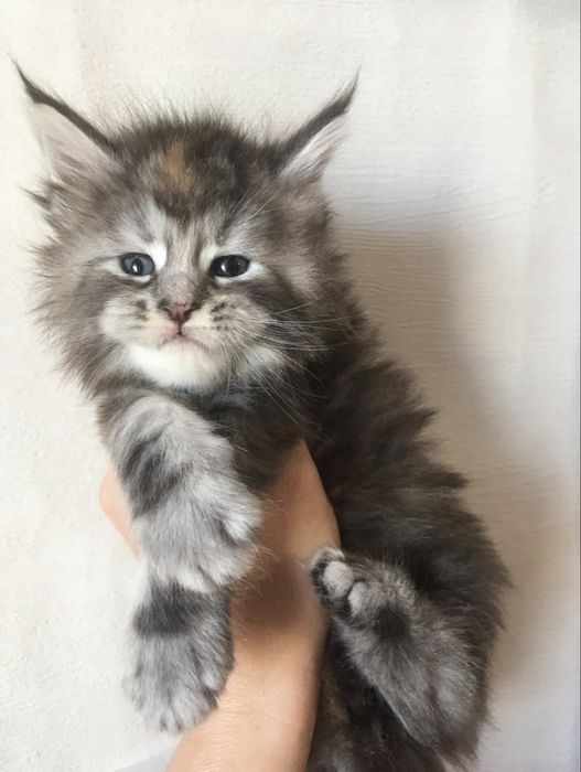 Мейн кун  / Мейн куун  / Maine coon