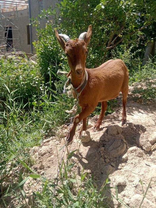 Asl zotli zanen echki sarkasi bilan sotiladi