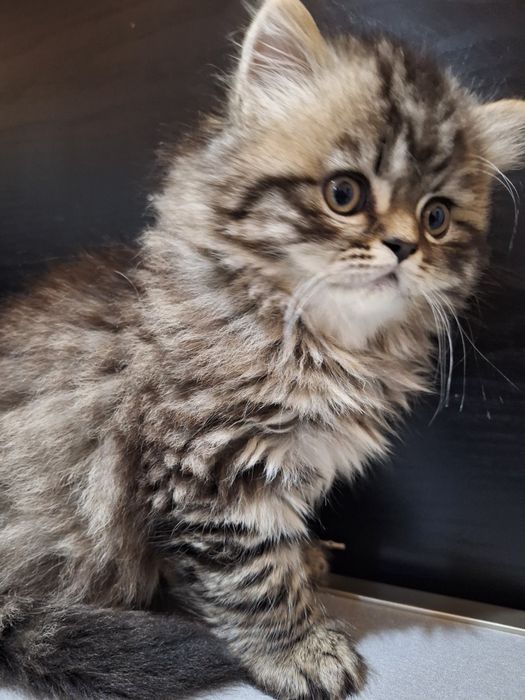 Персийско котенце