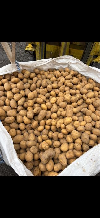 Семе картофи Сорая