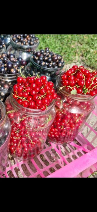 Продам вишню, ведро 10л- 7000 тг.