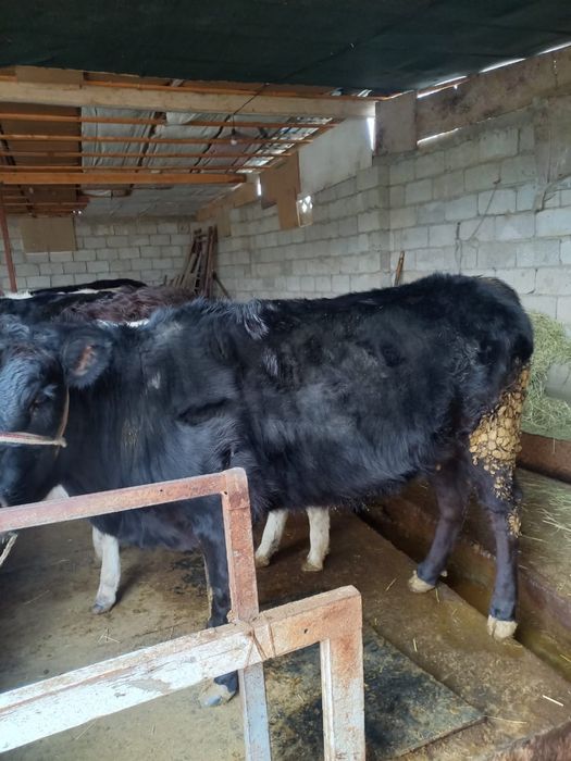 Сиыр/ бұқа сатылады