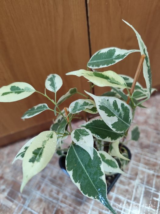 Фикус Бенджамина