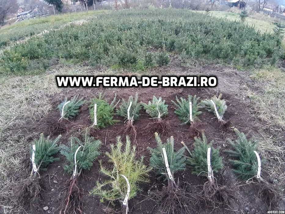 Pachet 50 bucati puieti brad, molid argintiu mixt STANDARD-10 specii