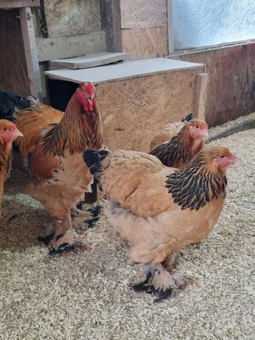 Vănd pui de găină din rasa Brahma 4 varietăți și Wyandotte