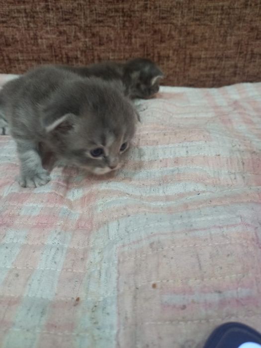 Шотландские котята