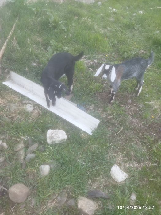 Vand o ieduta metis( Alpina franceza și tap Anglo Nubian)