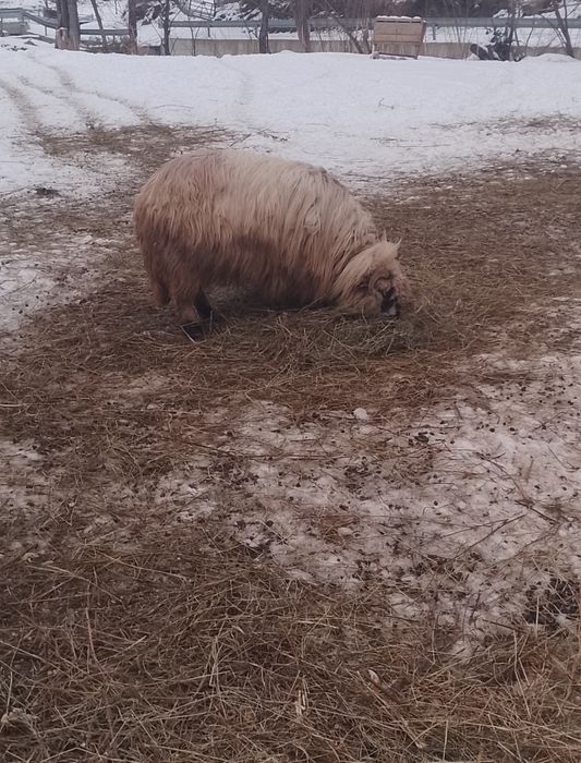 De vânzare 3 oi a făra