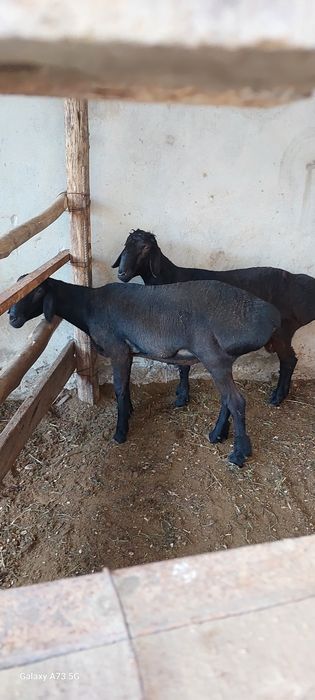 Qurbonlikka Qochqor sotladi