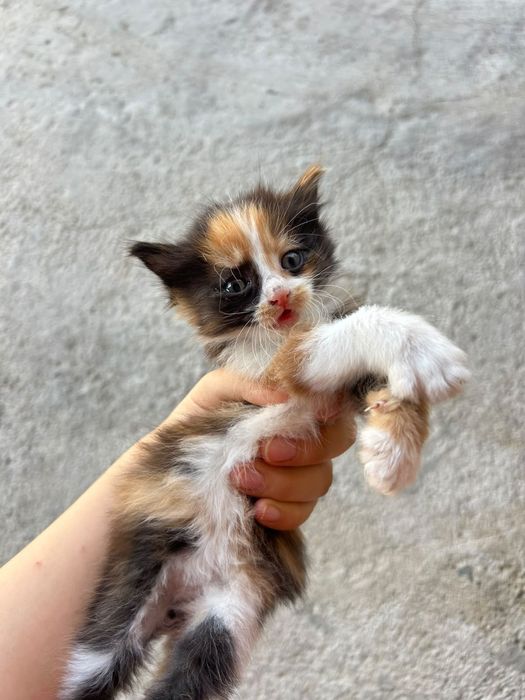 отдаю котенка девочку